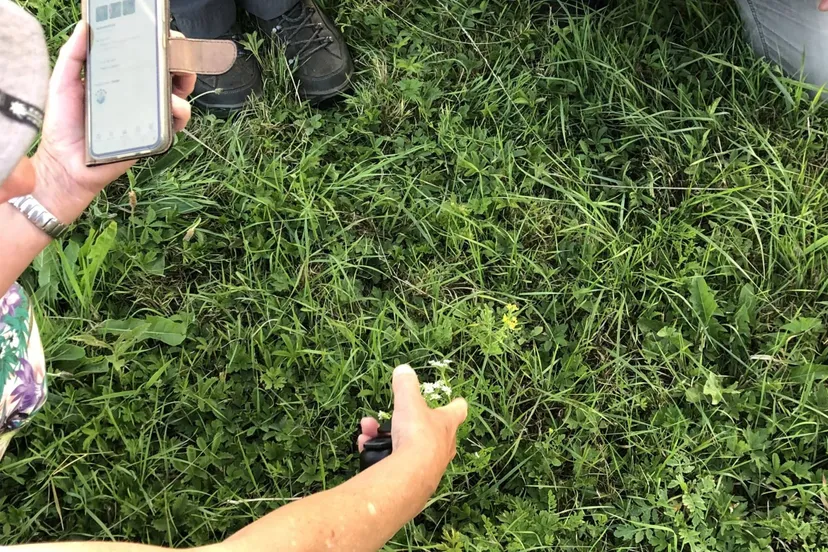 Foto Wilde Plantencursus _ Welke plant is dat