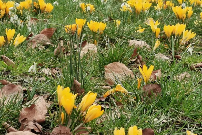 krokus lente IMG_20210306_125051