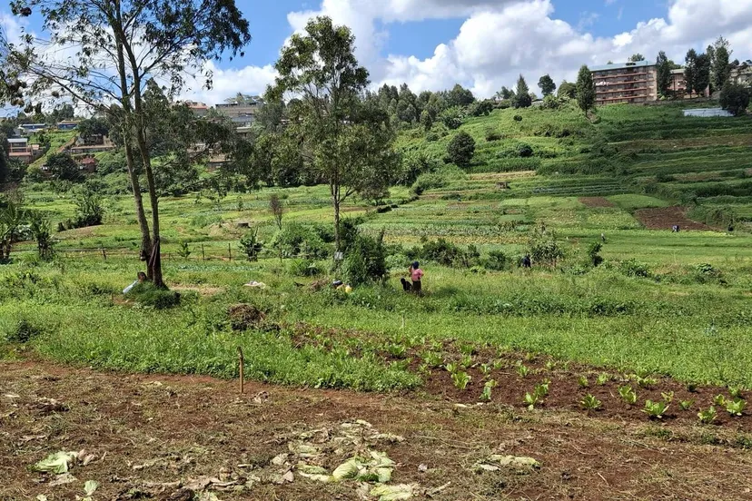 Mensen op groentenfarm Nairobi