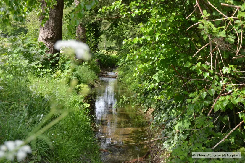 Beek bij Quadenoord (4)