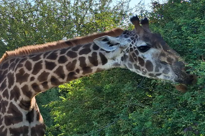 Giraffe