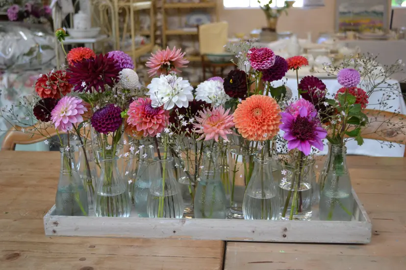 DSC_7077 dahlia's