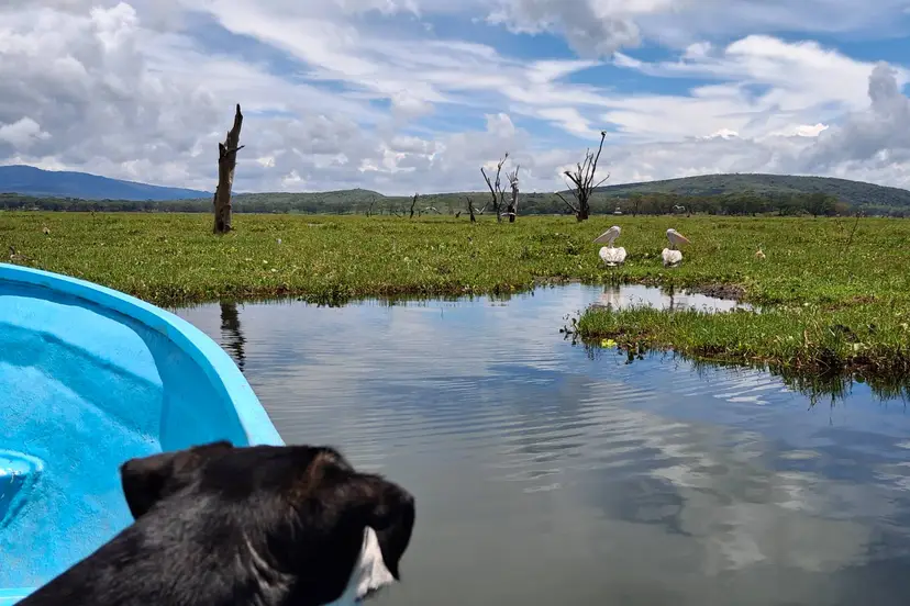 lake naivasha vol met waterhyacinth