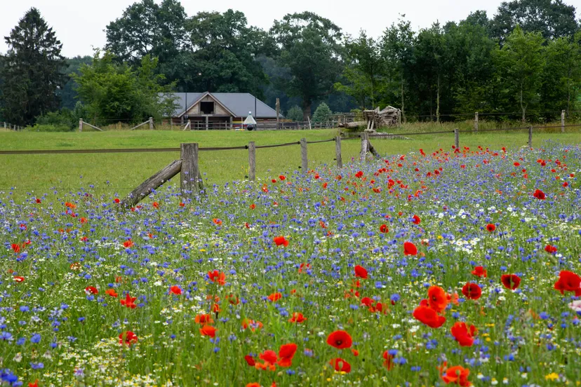 1bloemrijke akkerranden fotograaf annemieke kok