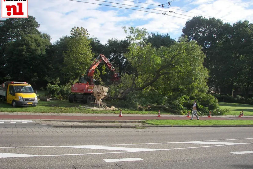 2015 09 02 oude kastanjeboom velp 001