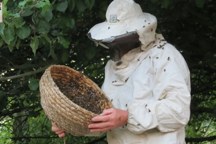 2016 06 05 bijen herman heijermansstraat velp 004