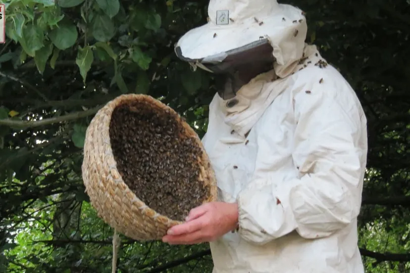 2016 06 05 bijen herman heijermansstraat velp 005
