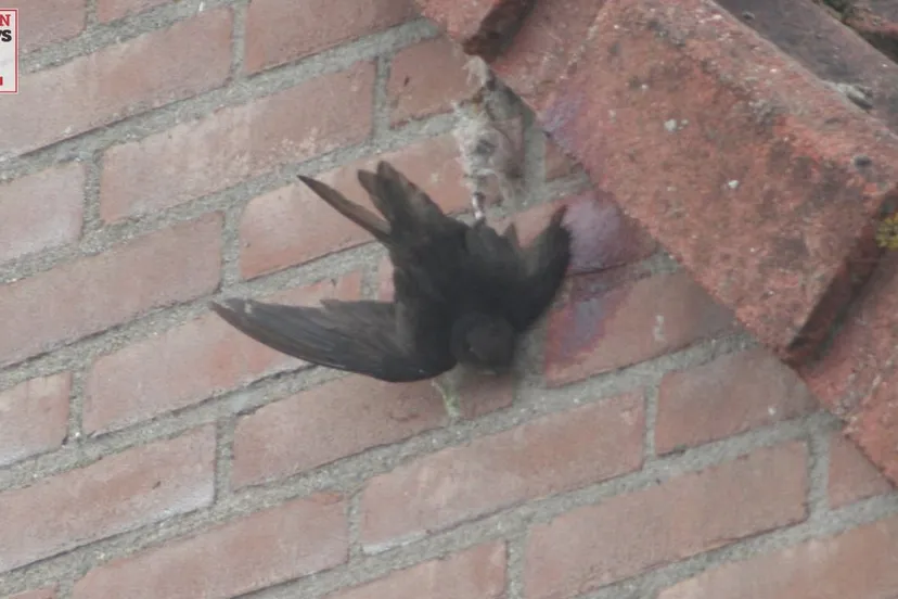 20160514 zwaluw vast in de merwedestraat 004