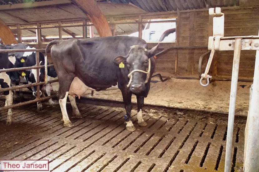 2018 04 03 huldiging koe maatschap nieuwenhuis velp 8