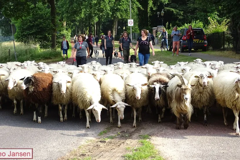 2018 06 16 schaapscheerdersfeest rheden 2018 2