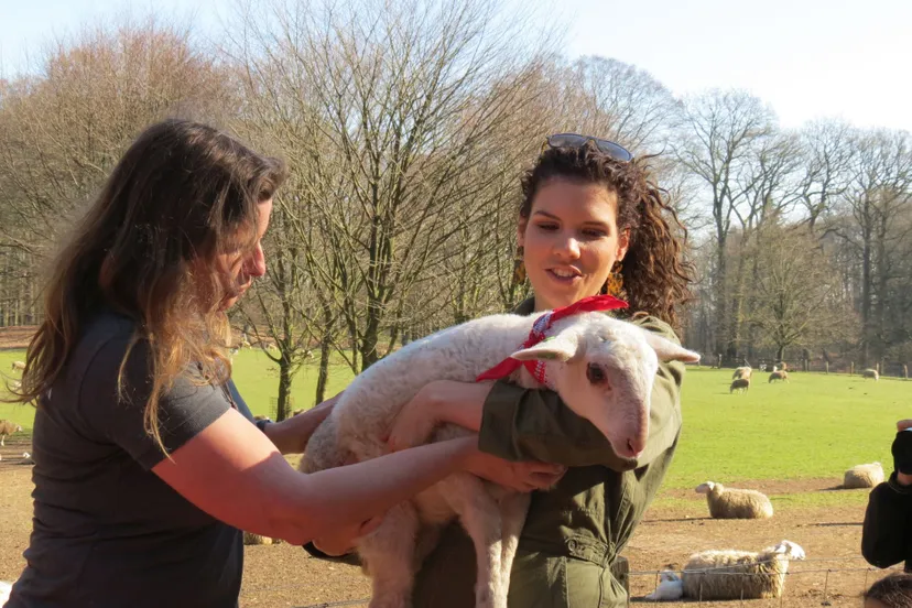 2019 02 27 rachel rosier adoptie rhedense schaapskudde021