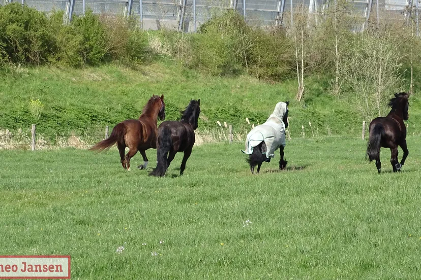 2021 04 24 weteringstraat velp geerfdepark inscharen paarden pinken in de weide 1