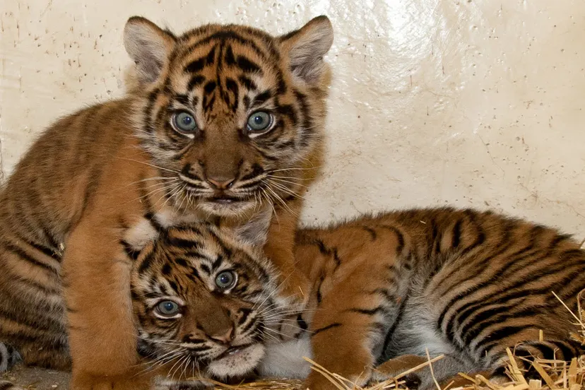 a802mdg5m1w4e4fbb44e18k58 theo kruse koninklijke burgers zootijgertweeling