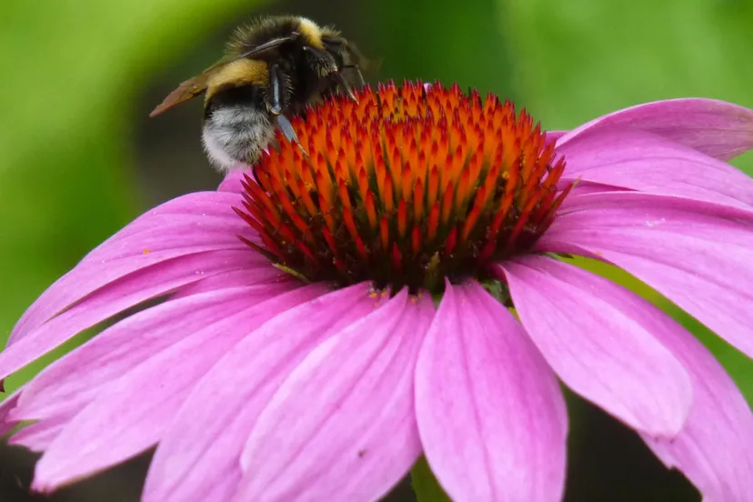aan de slag met een levende tuin ivn gelderland1