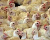 adrf9jm6z623iwj7uw0fycgla 149324