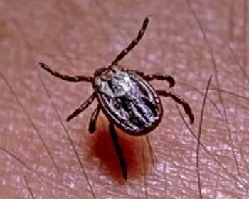 af6shdjraoe2ho4kl7wycr0qe 155851