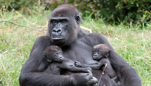 aj5scvgqnqp148o9xjs4js1ox gorillatweeling burgers zoo