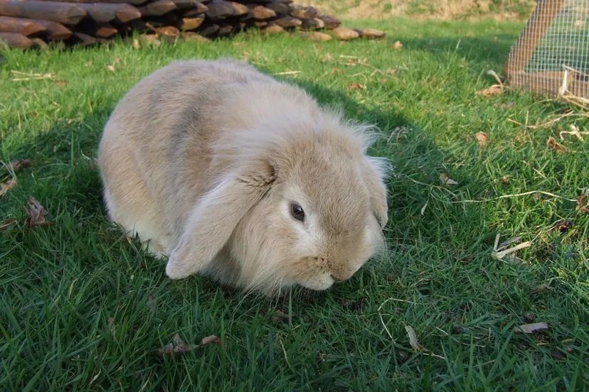 auzrti4rru6u7dzx37q0sjbgf lovely 2