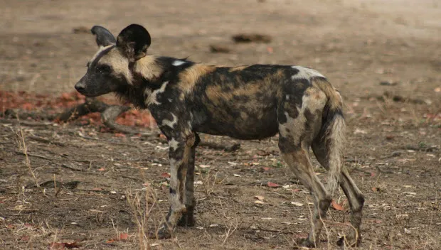 b5dw9hq9ztxynh4xz1b83m22t wildehond1