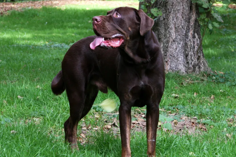 balou dierentehuis arnhem en omstreken