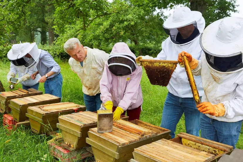 basiscursus bijenhouden dierense imkersvereniging de immenhof
