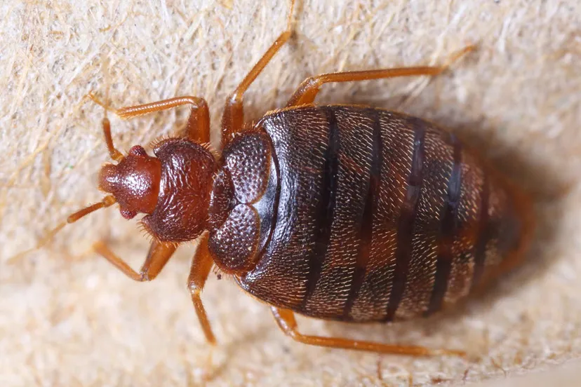 beestjes kwijt rechtenvrije afbeelding