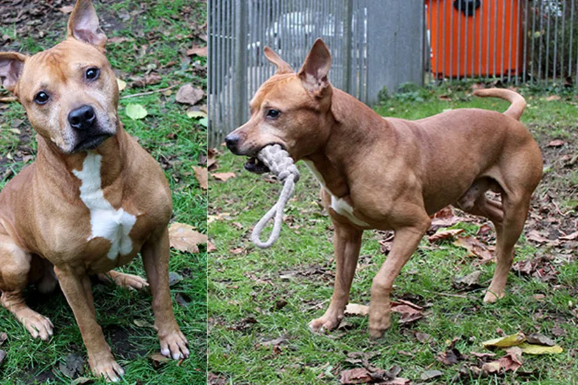 benno huisdier van de week dierentehuis arnhem en omstreken