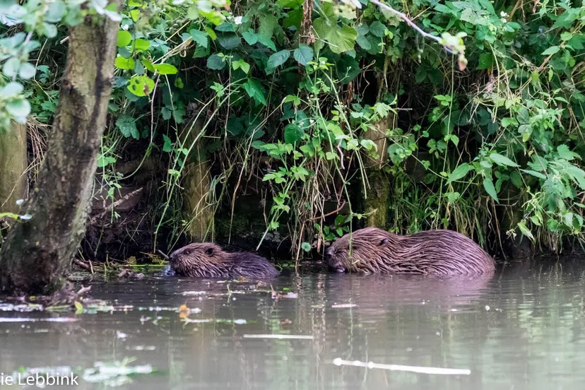 bevers1 jamie lebbink