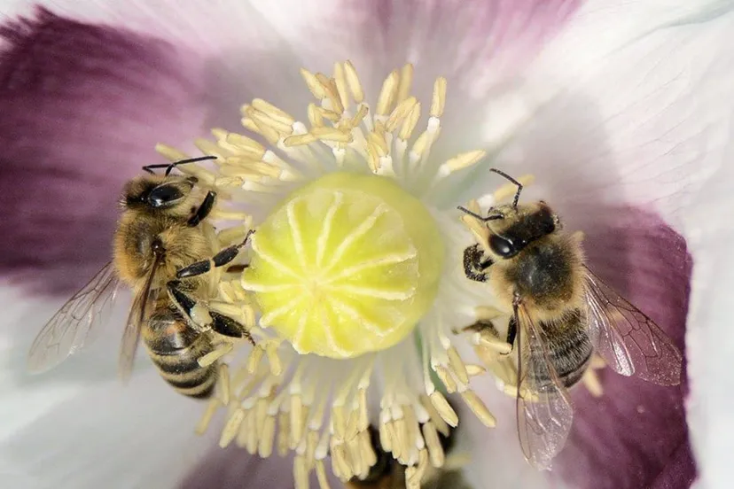 bijenlint zutphen bart mendelson