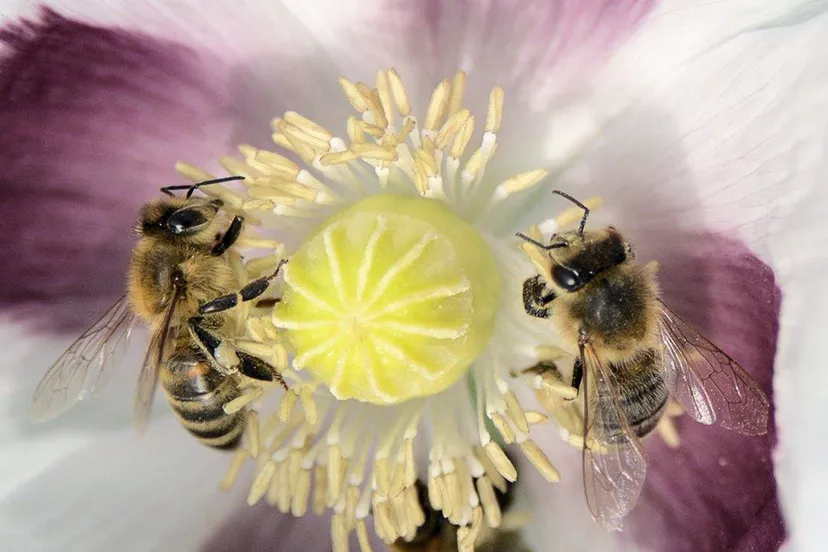 bijenlint zutphen bart mendelson