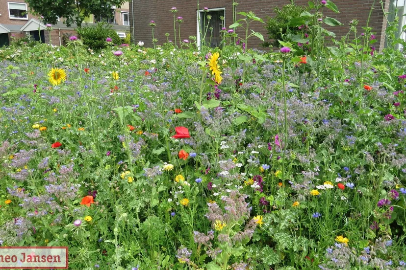 biodiversiteit rhedennieuwsnl