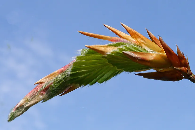 bladknop beuk jannie de jong