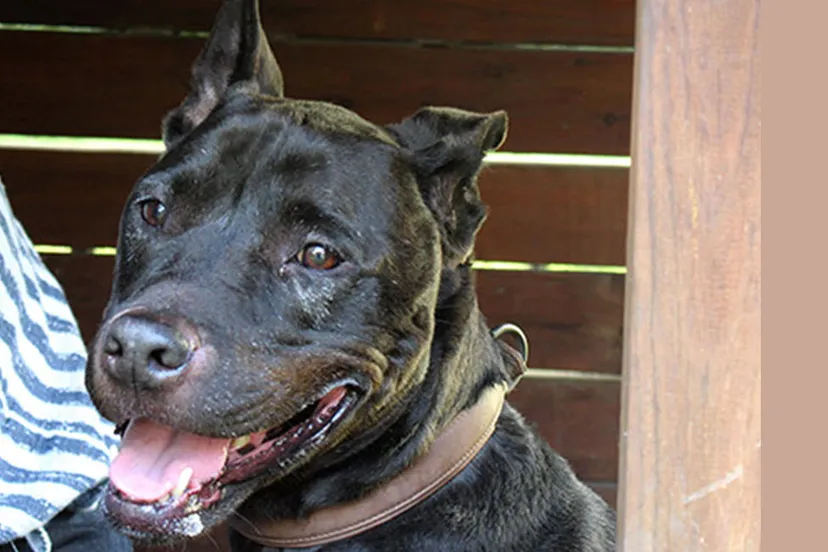 blixm dierentehuis arnhem en omstreken