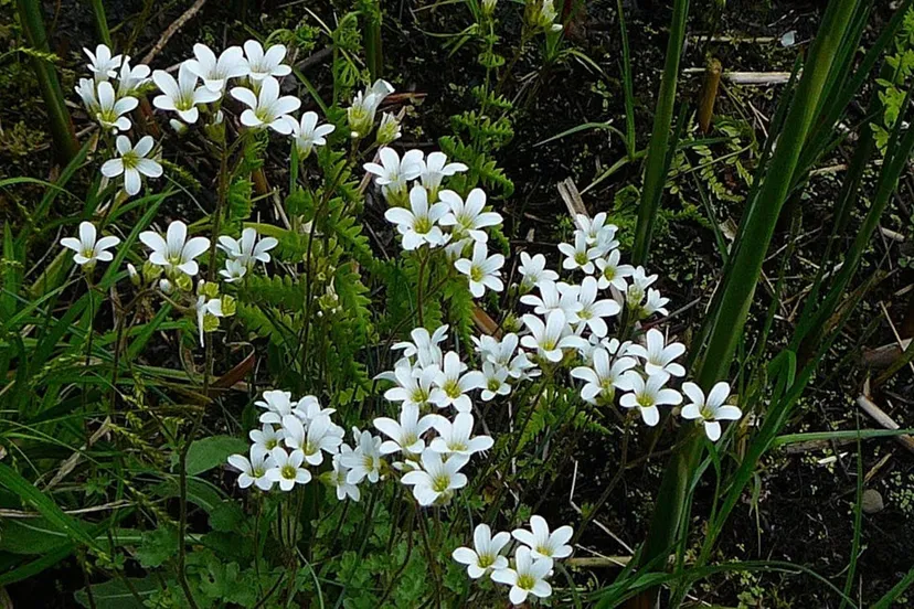 bloeiende knolsteenbreek foto tuin van sjef