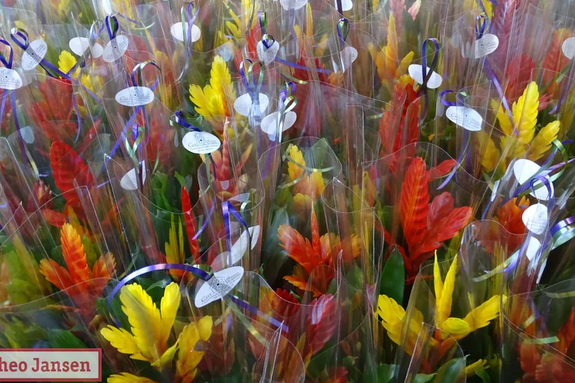 bloemetjesactie mantelzorgers 2018 rhederhof 2