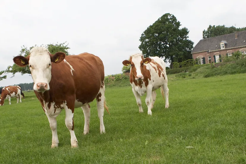 boerenbedrijven gemeente rheden