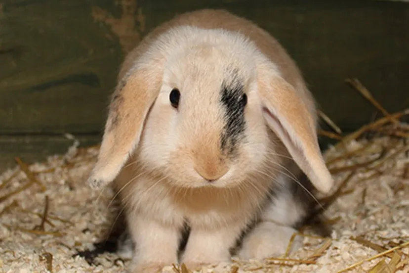 bonnie konijn dierentehuis arnhem en omstreken 2