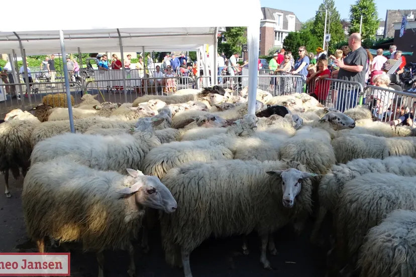 bonte schaap festival 2023 7