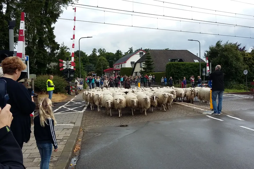 bonte schaap festival intocht bij spoorwegovergang