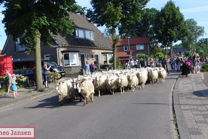 bonte schaap festival rheden trekt veel bezoekers 2022 10