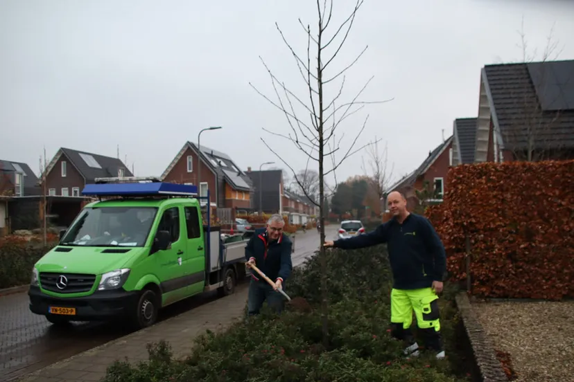 boom planten gemeente rheden