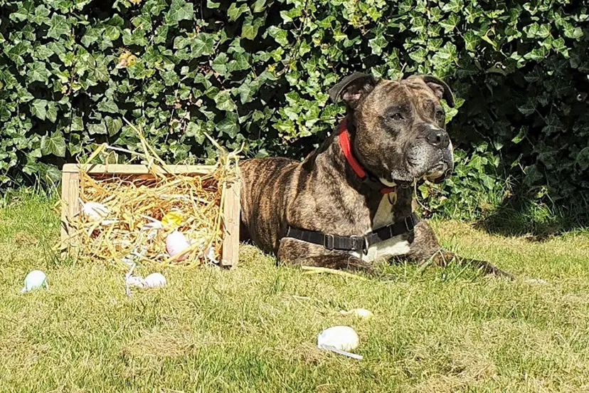 boris dierentehuis arnhem en omstreken