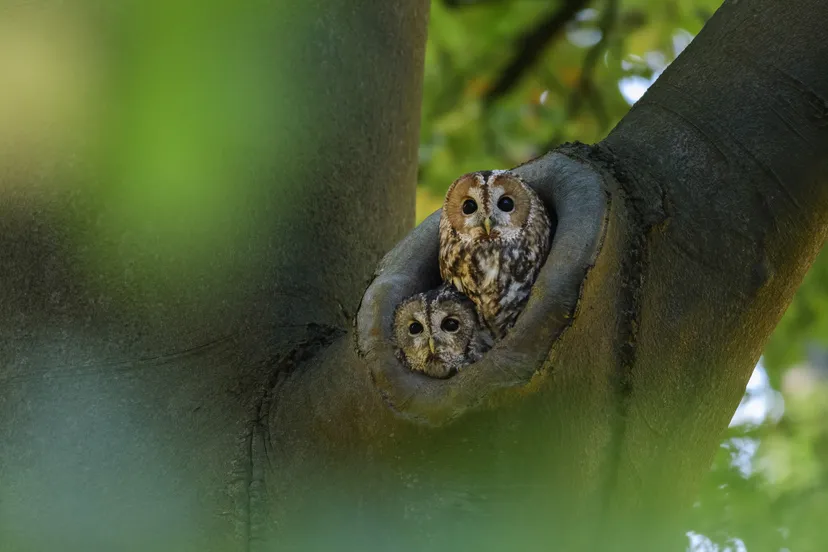 bosuil jeroen van wijk okt 22