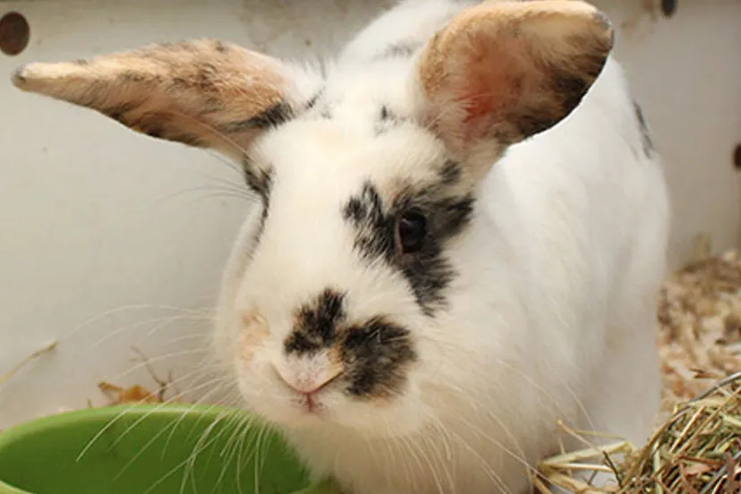 bowie dierentehuis arnhem en omstreken