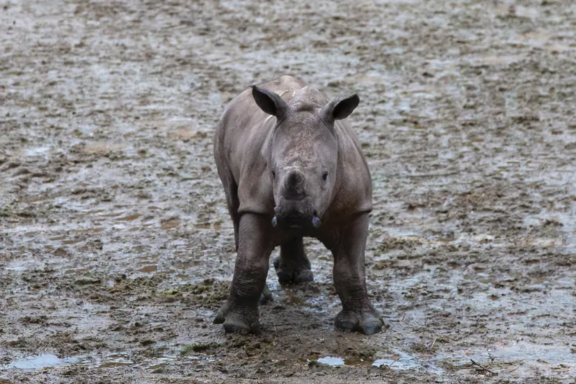 breedlipneushoorn koninklijke burgers zoo