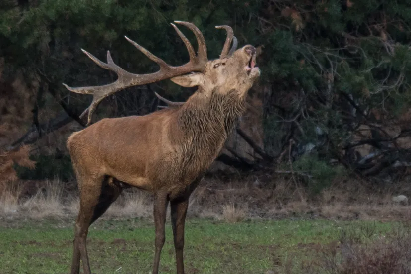 bronstexcursie ivn oost veluwezoom corlne van der kamp