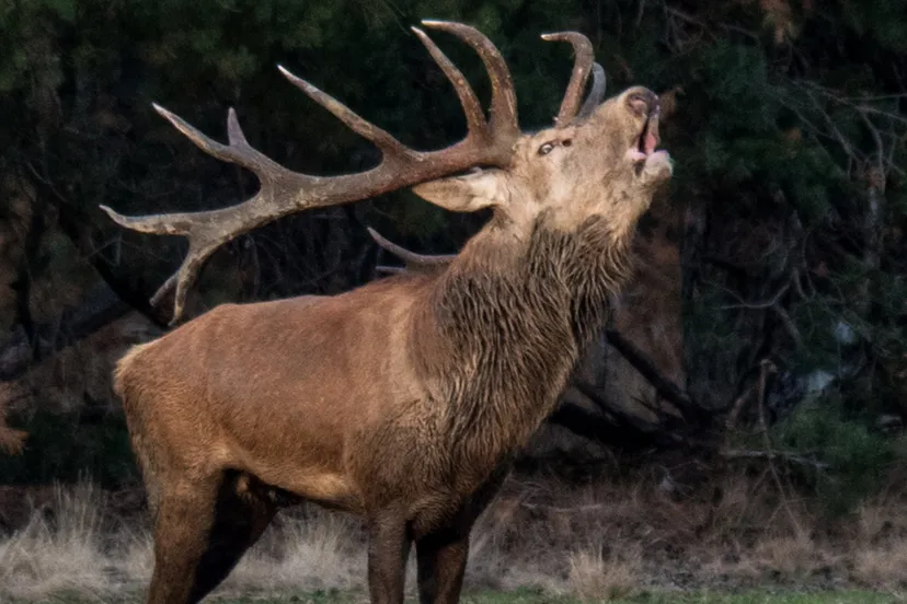 bronstig hert ivn oost veluwezoom