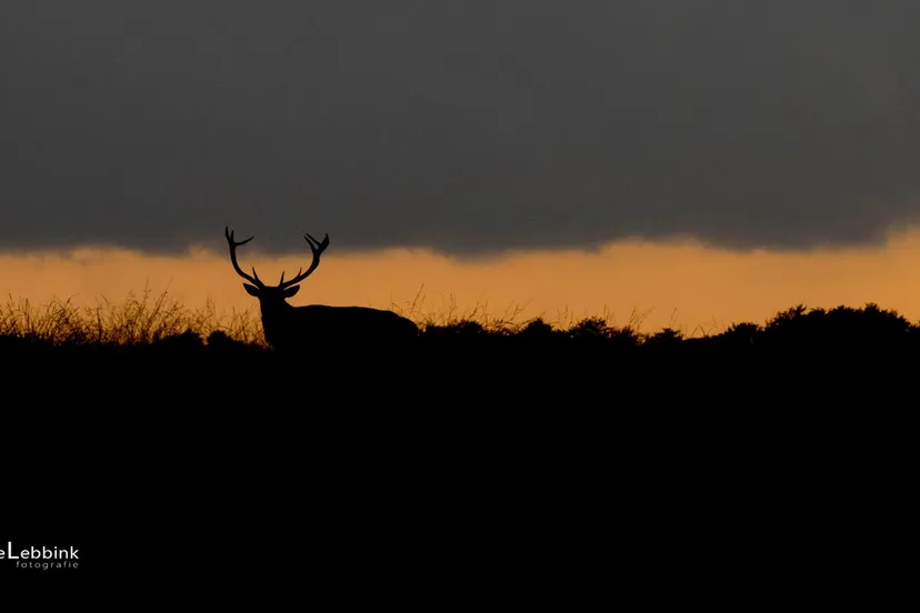 bronsttijd jamie lebbink