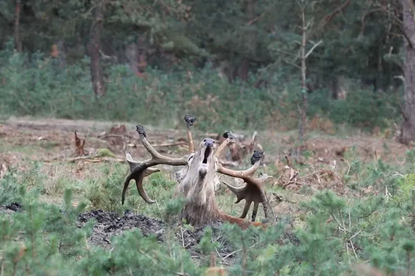bronsttijd omroep gelderland