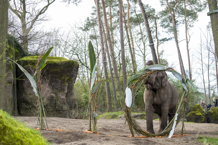 burgers zoo 110 jaar olifanten mira meijer 3 1